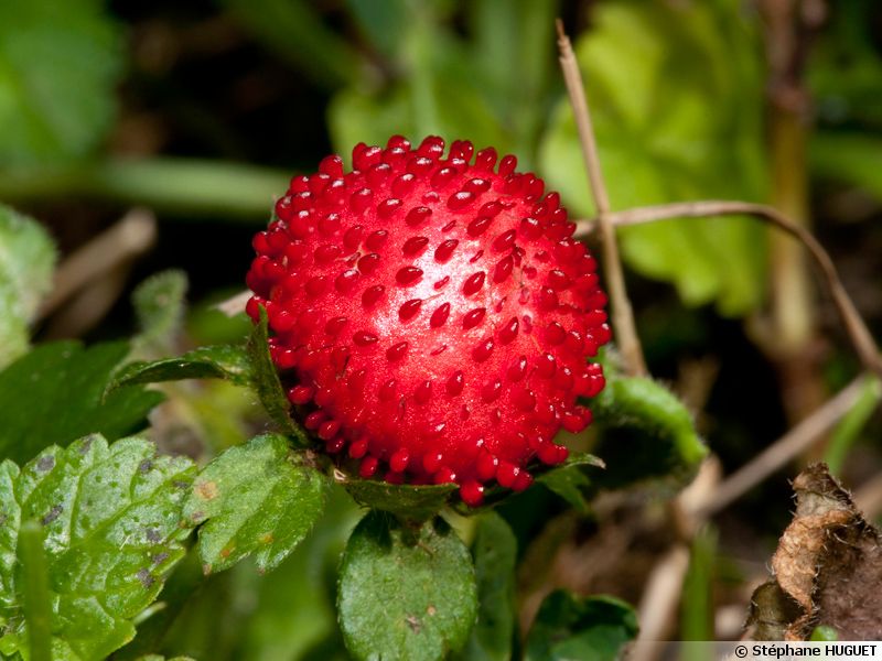 Fraisier des Indes, Fraisier de Duchesne, Fauxfraisier, Duchesnea indica planter, cultiver