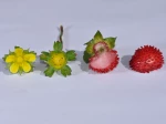 D�tails de la fleur et du fruit du faux-fraisier