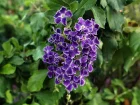 Durante, Vanillier de Cayenne, Duranta repens