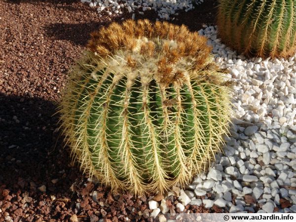 Mariage de pouzzolane et de petits galets blancs dans un massif de cactus