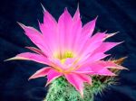 Cactus hérisson, Echinocereus chisoensis Cactus hérisson, Echinocereus chisoensis