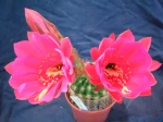 Cactus oursin, Echinopsis mamilosa var. kermesina
