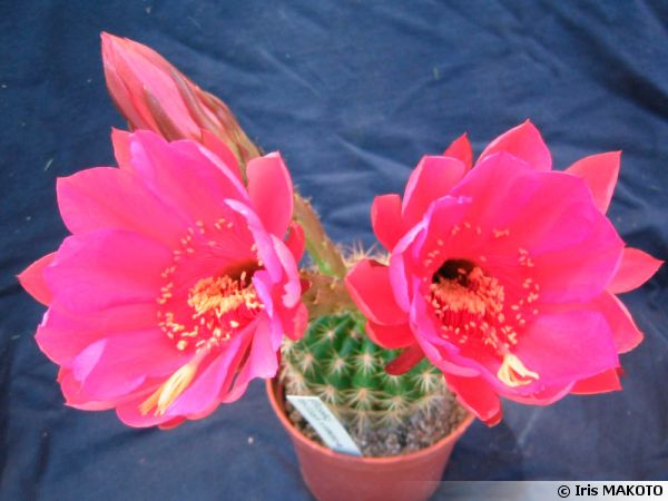 cactus oursin  echinopsis mamilosa var  kermesina