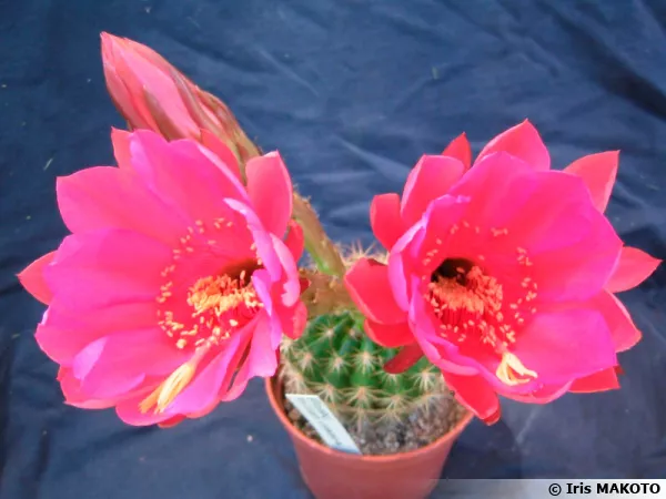 Cactus oursin, Echinopsis mamilosa var. kermesina
