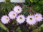 Superbes floraions de la boule de Mo�se, Cactus oursin, Echinopsis oxygona