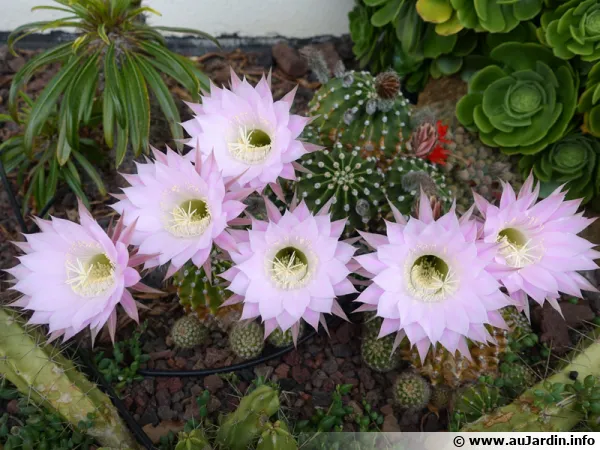 Superbes floraions de la boule de Moïse, Cactus oursin, Echinopsis oxygona