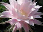 Boule de Moïse, Cactus oursin, Echinopsis oxygona Boule de Moïse, Cactus oursin, Echinopsis oxygona