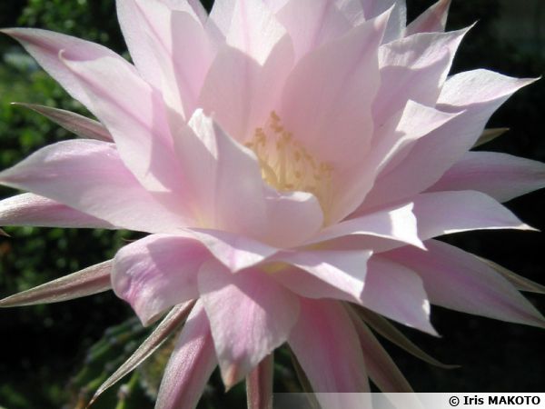 Boule De Moïse Cactus Oursin Echinopsis Oxygona Planter