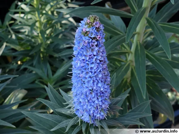 Vipérine de Coincy, Echium webbii
