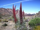 Echium wildpretii, la vipérine de Tenerife, est une plante bisannuelle de la famille des Boraginacées
