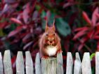 Ecureuil d'Eurasie, écureuil roux, Sciurus vulgaris