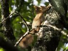 Ecureuil d'Eurasie, écureuil roux, Sciurus vulgaris