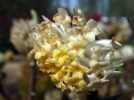 Buisson papier, Edgworthie  fleur dor, Edgworthia chrysantha