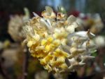 Buisson papier, Edgworthie à fleur d’or, Edgworthia chrysantha
