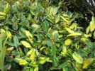 Elagnus, Chalef, Elaeagnus