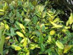 Eléagnus, Chalef, Elaeagnus