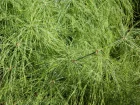 Prle restio, Elegia capensis