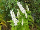 Menthe en arbre, Elsholtzia stauntonii