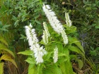 Menthe en arbre, Elsholtzia stauntonii