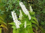 Menthe en arbre, Elsholtzia stauntonii 'Alba'