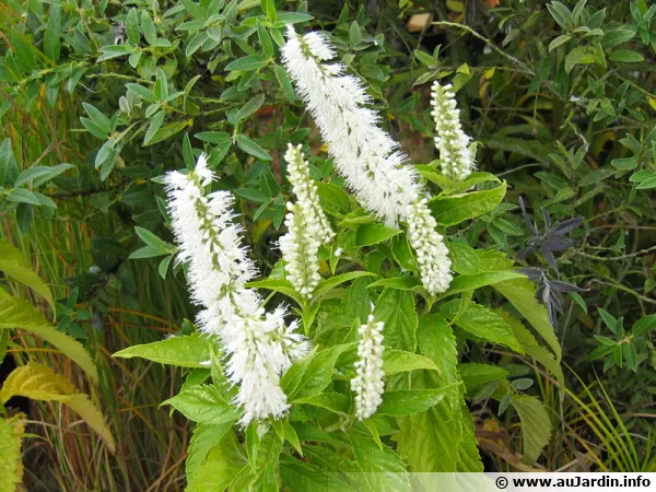 Menthe en arbre, Elsholtzia stauntonii 'Alba'