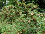 Andromède campanulé, Enkianthe à fleurs de campanule, Enkianthus campanulatus Andromède campanulé, Enkianthe à fleurs de campanule, Enkianthus campanulatus