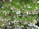 Enkianthus blanc, Enkianthus perulatus