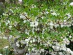 Enkianthus blanc, Enkianthus perulatus Enkianthus blanc, Enkianthus perulatus