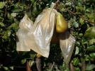 Rcolter des beaux fruits
