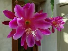 Epicactus Pegasus, Epiphyllum 'Pegasus'