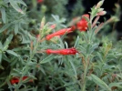 Fuchsia de Californie, Epilobium canum
