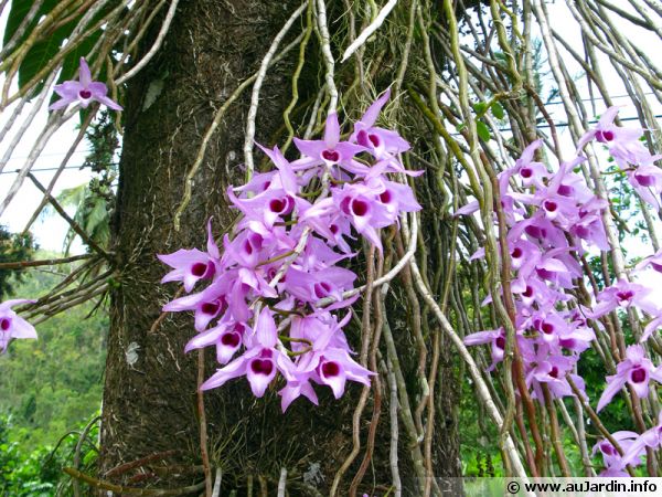 Les orchidées sont des plantes épiphytes