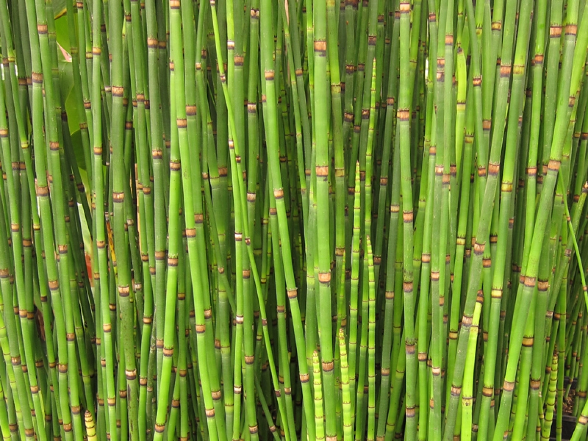 Prle d'hiver, Prle de l'Himalaya, Prle gante, Equisetum hyemale :  planter, cultiver, multiplier