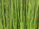 Pr�le d'hiver, Pr�le de l'Himalaya, Pr�le g�ante, Equisetum hyemale