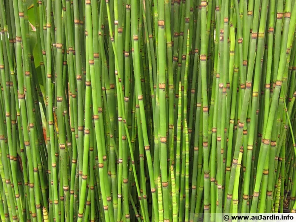Prêle d'hiver, Prêle de l'Himalaya, Prêle géante, Equisetum hyemale