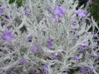 Eremophila soyeux, Eremophila nivea