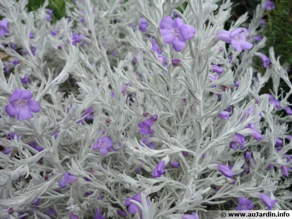 Eremophila soyeux, Eremophila nivea