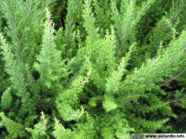 Bruyre blanche, Bruyre en arbre, Erica arborea
