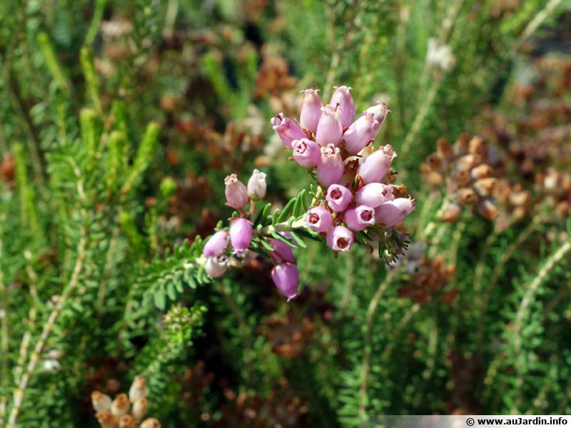 Bruy re Nombreuses Fleurs Bruy re Multiflore Erica Multiflora bruy-re-nombreuses-fleurs-bruy-re-multiflore-erica-multiflora