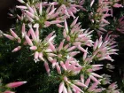 Bruyre de porcelaine, Erica ventricosa