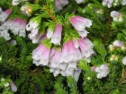 Bruyre du Cap, Erica x hiemalis
