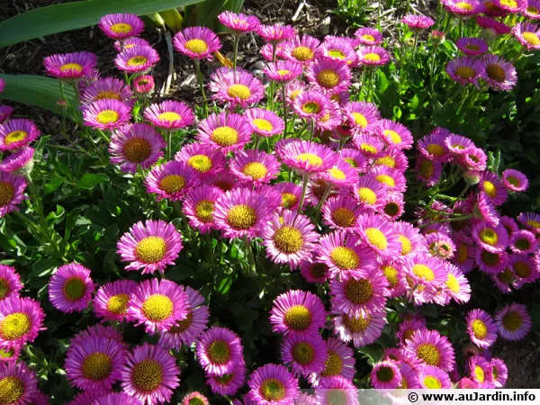 Vergerette, Erigeron