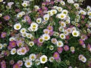Vergerette de Karvinski, Vergerette muscrone, Marguerite folle, Erigeron karvinskianus