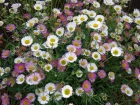 Vergerette de Karvinski, Vergerette muscrone, Marguerite folle, Erigeron karvinskianus