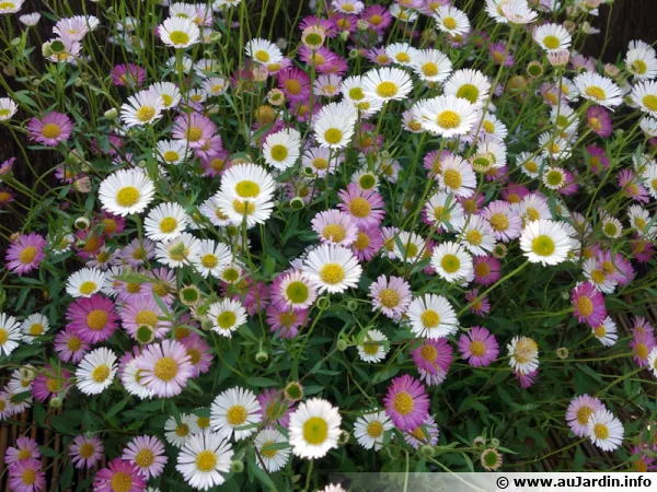 Vergerette de Karvinski, Vergerette muscrone, Marguerite folle, Erigeron karvinskianus