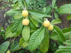 Nflier du Japon (Nfle du Japon, Bibace), Bibacier, Eriobotrya japonica