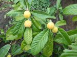 Néflier du Japon (Nèfle du Japon, Bibace), Bibacier, Eriobotrya japonica Néflier du Japon (Nèfle du Japon, Bibace), Bibacier, Eriobotrya japonica