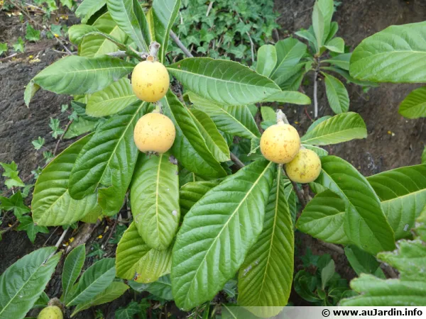 Nflier du Japon (Nfle du Japon, Bibace), Bibacier, Eriobotrya japonica