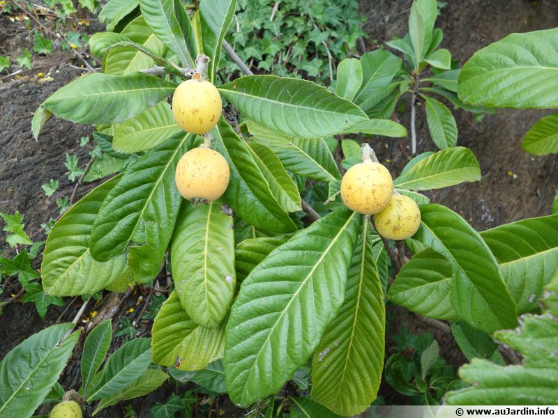 Néflier du Japon (Nèfle du Japon, Bibace), Bibacier, Loquat planter, cultiver, récolter
