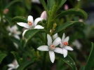 Eriost�me, Philoth�que,  Eriostemon myoporoides